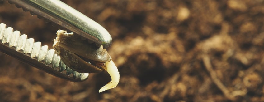 HANDLING SEEDS WITH BARE HANDS