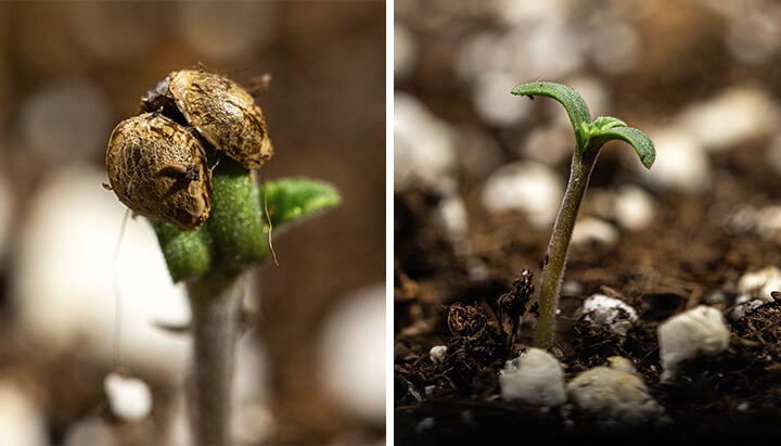 Germinaqtion process Germinaqtion process