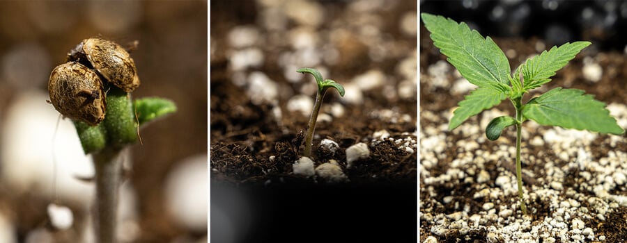 Germinaqtion process Germinaqtion process