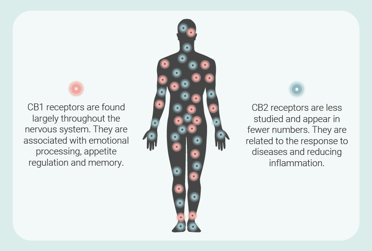 Endocannabinoid Receptors