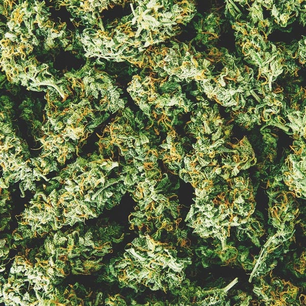 How To Detect A Mouldy Weed When You’re Buying How To Detect A Mouldy Weed When You’re Buying