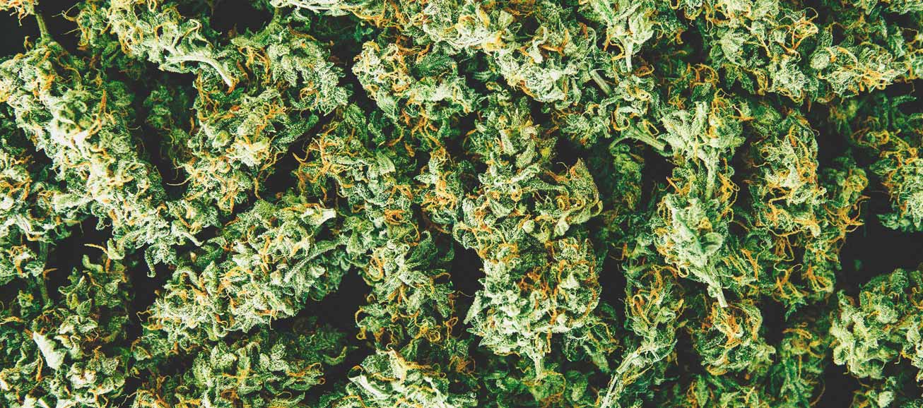 How To Detect A Mouldy Weed When You’re Buying How To Detect A Mouldy Weed When You’re Buying