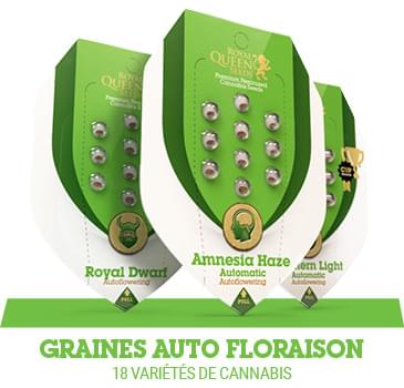 graines-autofloraison-cannabis