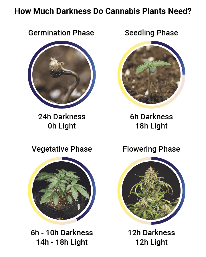 Darkness in cannabis plants