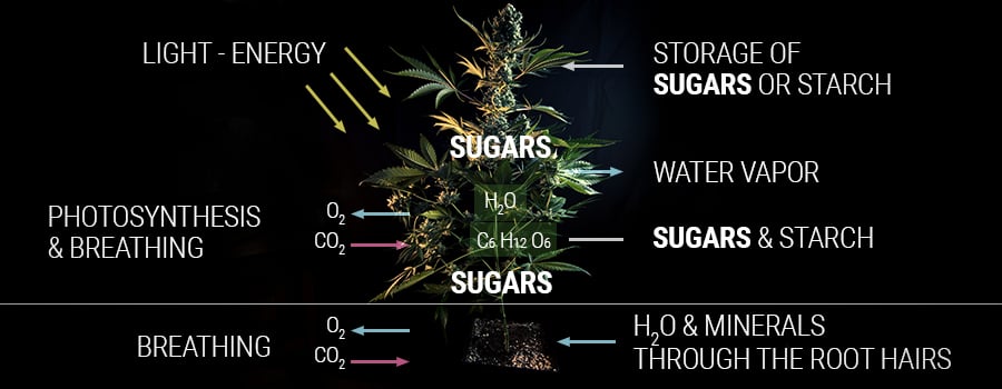 NO SUGAR, NO CANNABIS