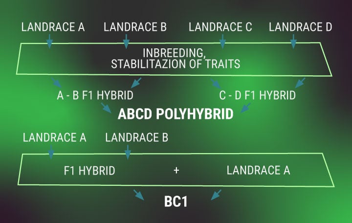 Understanding Cannabis Genetics Terminology