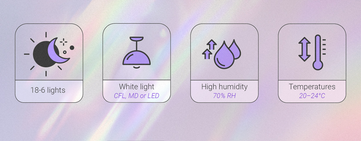 THE OPTIMAL CONDITIONS FOR SEEDLINGS