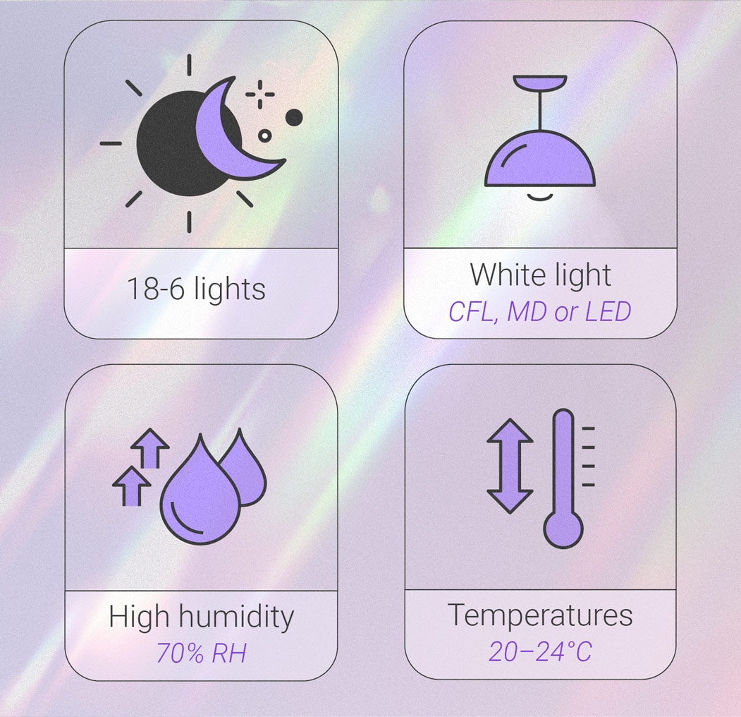 THE OPTIMAL CONDITIONS FOR SEEDLINGS