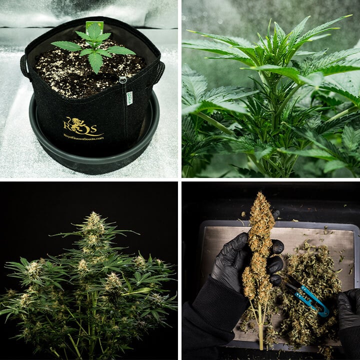 Green Gelato auto Green Gelato auto
