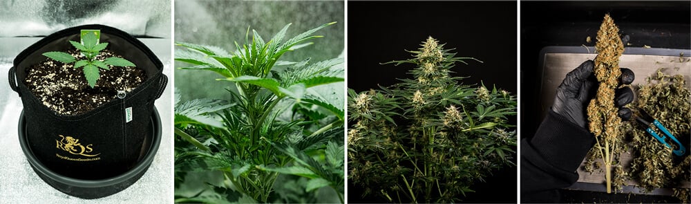 Green Gelato auto Green Gelato auto