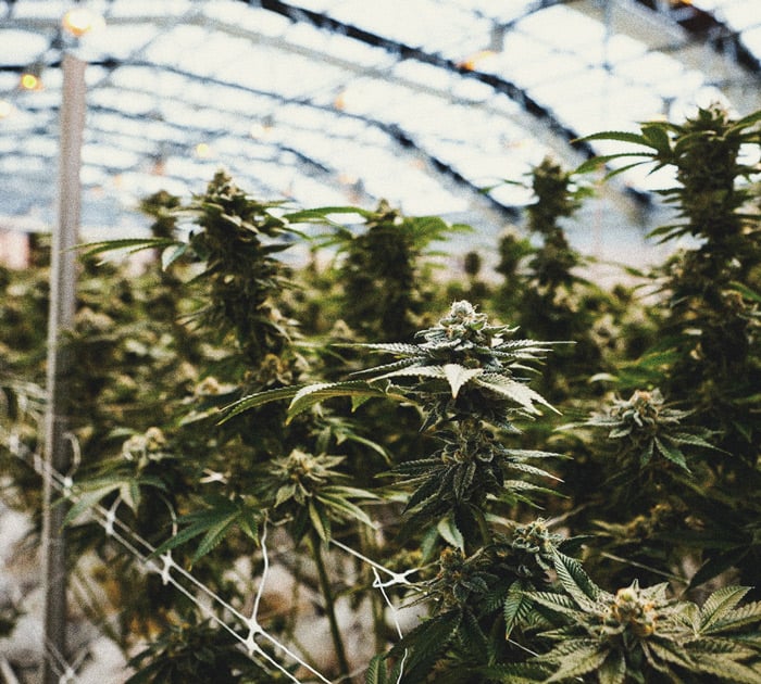 How to Grow Weed Indoors Without Lights