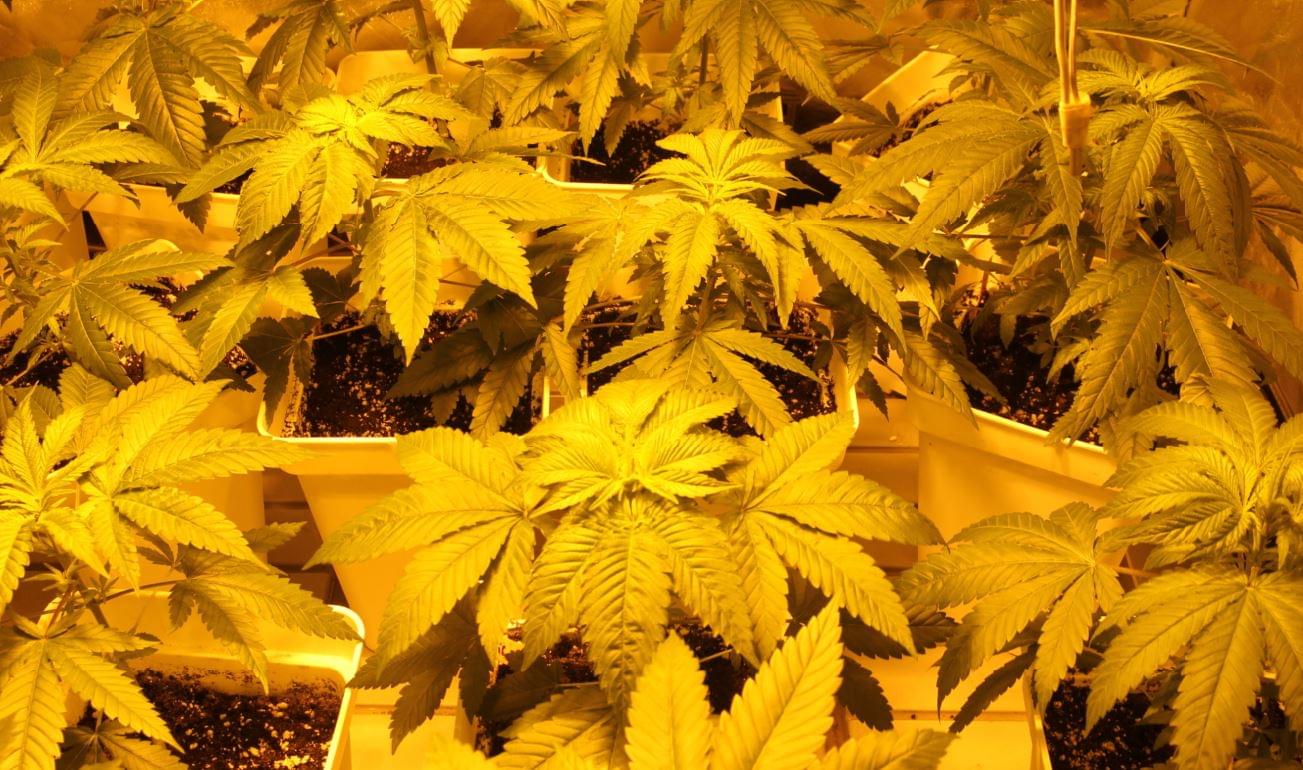 Growth and flowering of cannabis plants