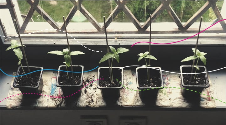 Using RQS Cannabis Fertilisers Outdoors: Royal Gorilla Using RQS Cannabis Fertilisers Outdoors: Royal Gorilla