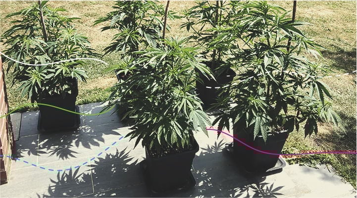 Using RQS Cannabis Fertilisers Outdoors: Royal Gorilla Using RQS Cannabis Fertilisers Outdoors: Royal Gorilla