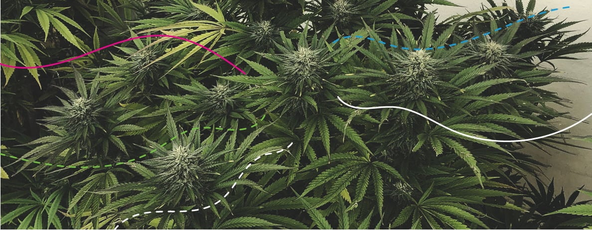 Using RQS Cannabis Fertilisers Outdoors: Royal Gorilla Using RQS Cannabis Fertilisers Outdoors: Royal Gorilla