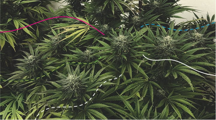 Using RQS Cannabis Fertilisers Outdoors: Royal Gorilla Using RQS Cannabis Fertilisers Outdoors: Royal Gorilla