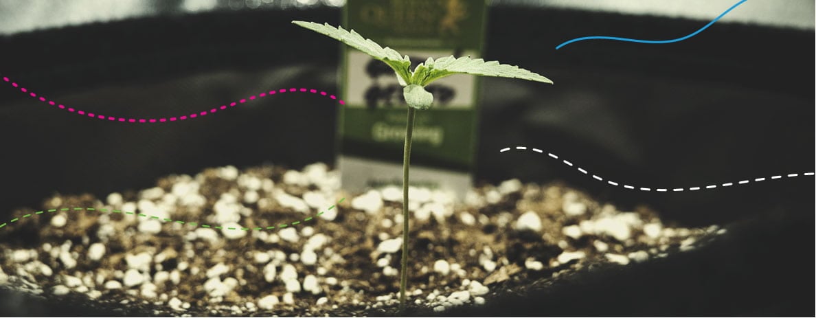 Using RQS Fertilisers Indoors: Green Gelato Automatic Using RQS Fertilisers Indoors: Green Gelato Automatic