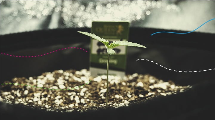 Using RQS Fertilisers Indoors: Green Gelato Automatic Using RQS Fertilisers Indoors: Green Gelato Automatic
