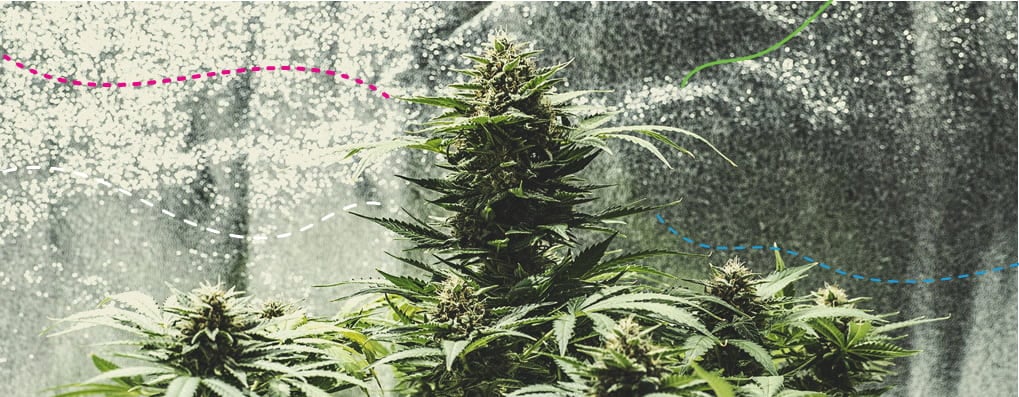 Using RQS Fertilisers Indoors: Green Gelato Automatic Using RQS Fertilisers Indoors: Green Gelato Automatic