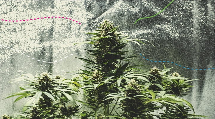 Using RQS Fertilisers Indoors: Green Gelato Automatic Using RQS Fertilisers Indoors: Green Gelato Automatic