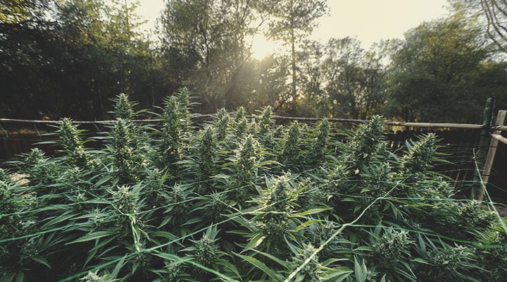 Is Cannabis Annual, Biennial, or Perennial? Is Cannabis Annual, Biennial, or Perennial?