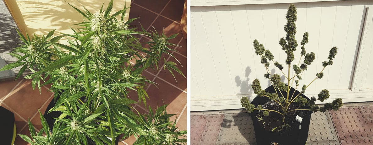 Weed Season Grow Calendar Weed Season Grow Calendar