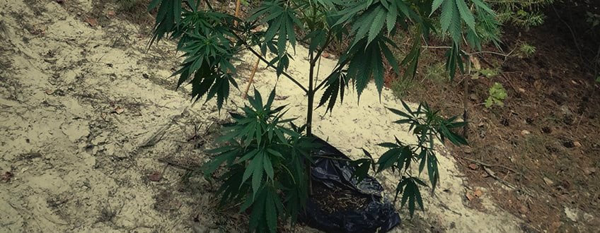 Guerrilla Cannabis Plantation 