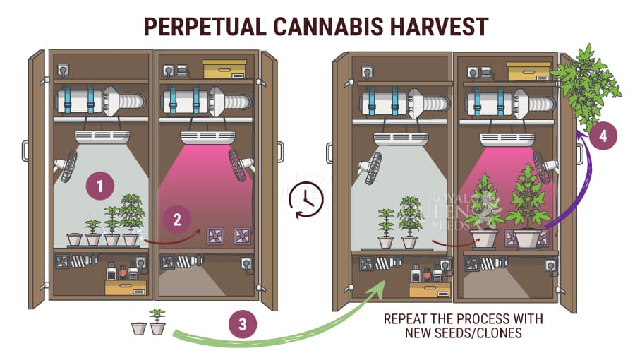 Perpetual Harvest Method