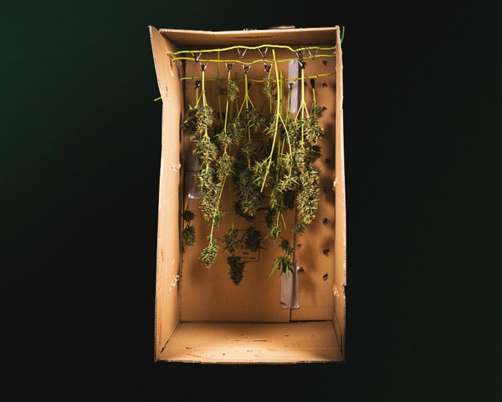 Heavy Harvest Trim Tray: Dual-Use Trimming Surface