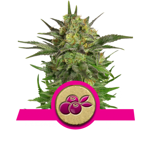 haze berry royal queen seeds