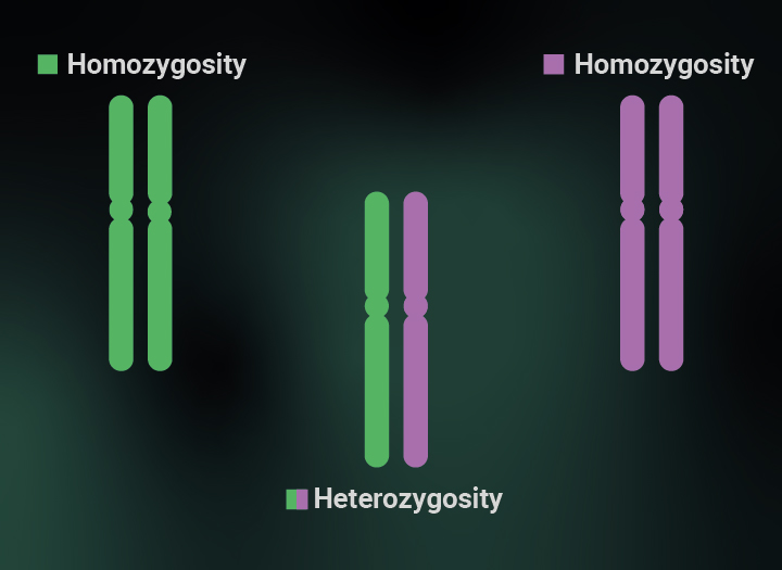 Heterozygosity and homozygosity