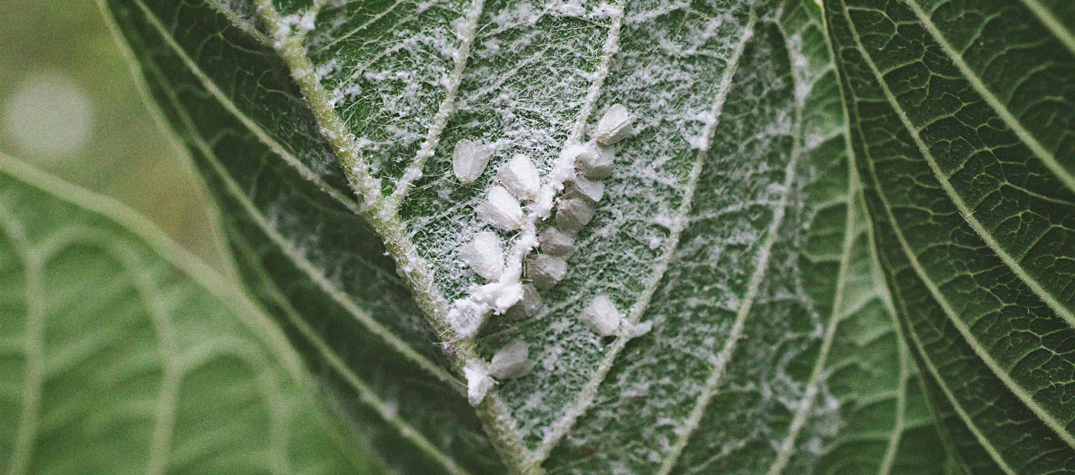 Cannabis And Whitefly: How To Control And Prevent Them Cannabis And Whitefly: How To Control And Prevent Them