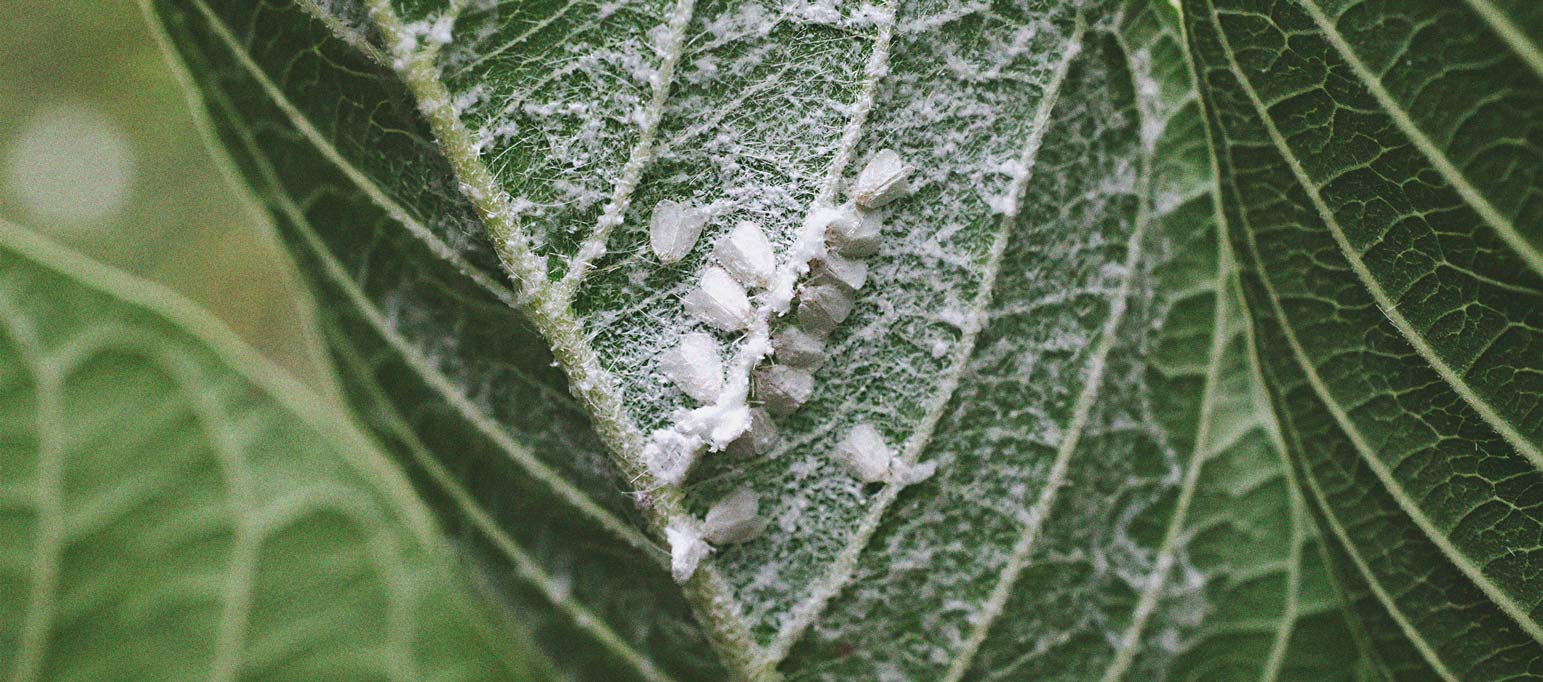 Cannabis And Whitefly: How To Control And Prevent Them 