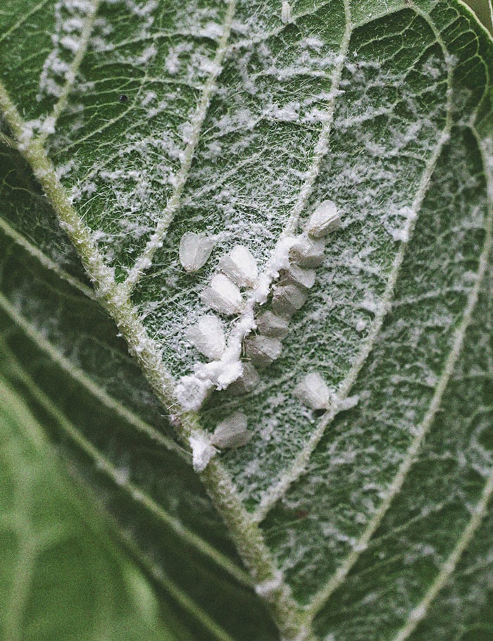 Cannabis And Whitefly: How To Control And Prevent Them 