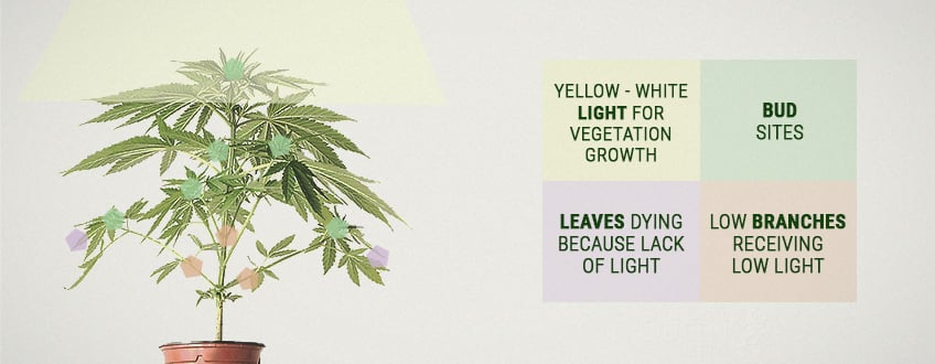 What Is Cannabis Plant Yield?