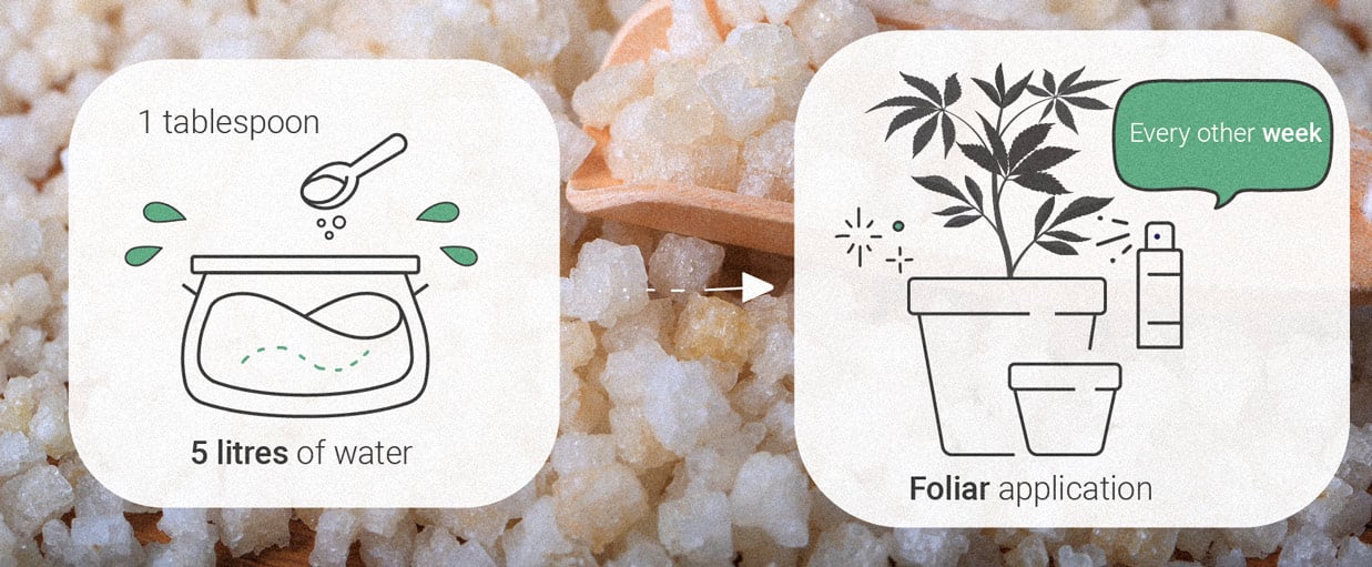 Epsom Salts: a natural hack to grow healthy cannabis plants