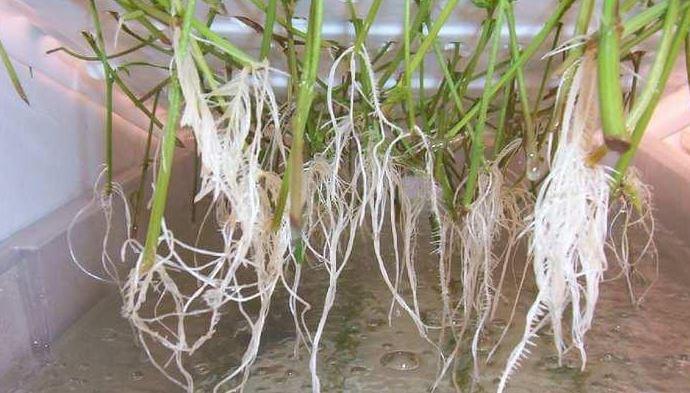 hydro cannabis growing