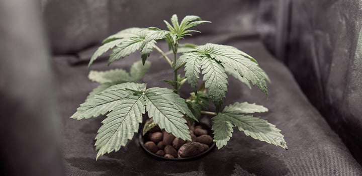 Hydroponics Hydroponics
