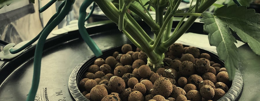 Hydroponic Cannabis System 