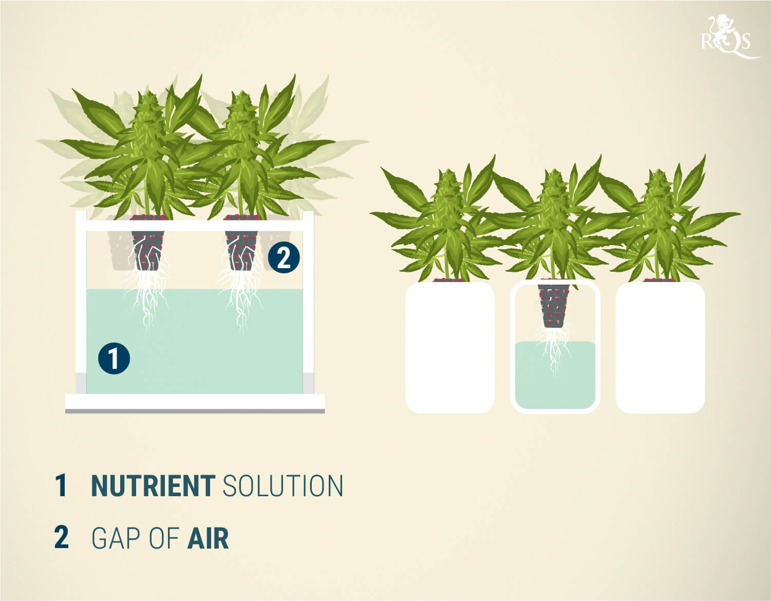 Growing Marijuana Hydroponically Indoors Using Water