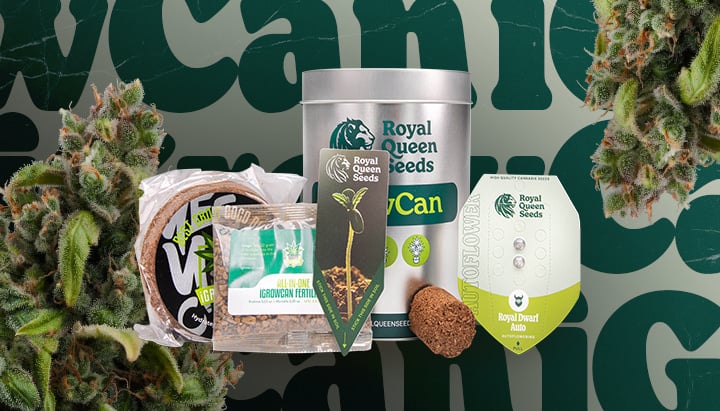 Royal Queen Seeds iGrowCan: Grow Your Own Cannabis Easily Royal Queen Seeds iGrowCan grow kit with seeds, soil, fertilizer, and pot, ideal for growing cannabis at home easily.