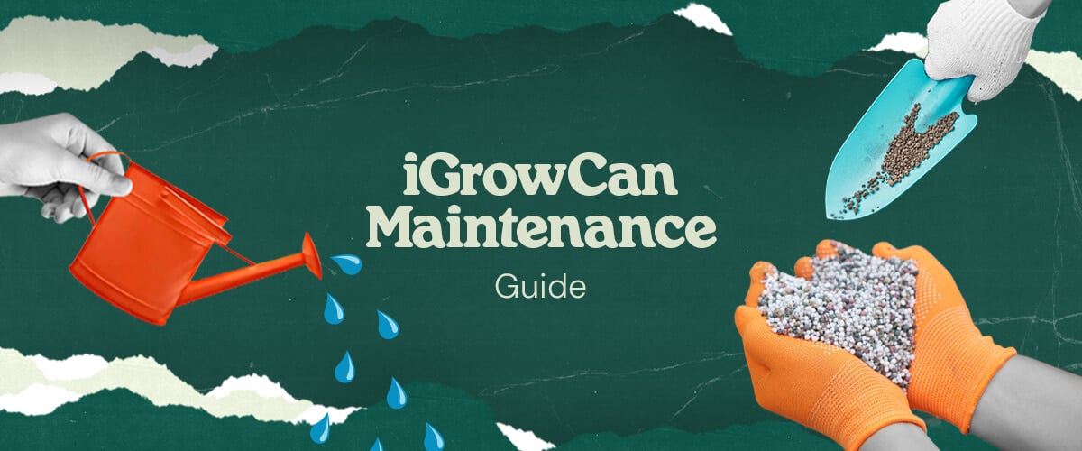 iGrowCan Maintenance Guide: Watering and Fertilization for a Successful Grow Image representing the iGrowCan maintenance guide, showing the watering and fertilization process for a healthy and successful grow.