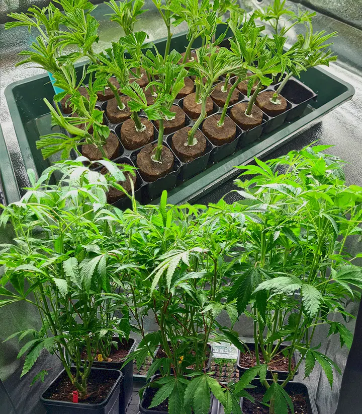 Tall, vigorous cannabis mother plant surrounded by smaller young clones in black pots, showcasing the source for preserving exceptional marijuana genetics through cloning.