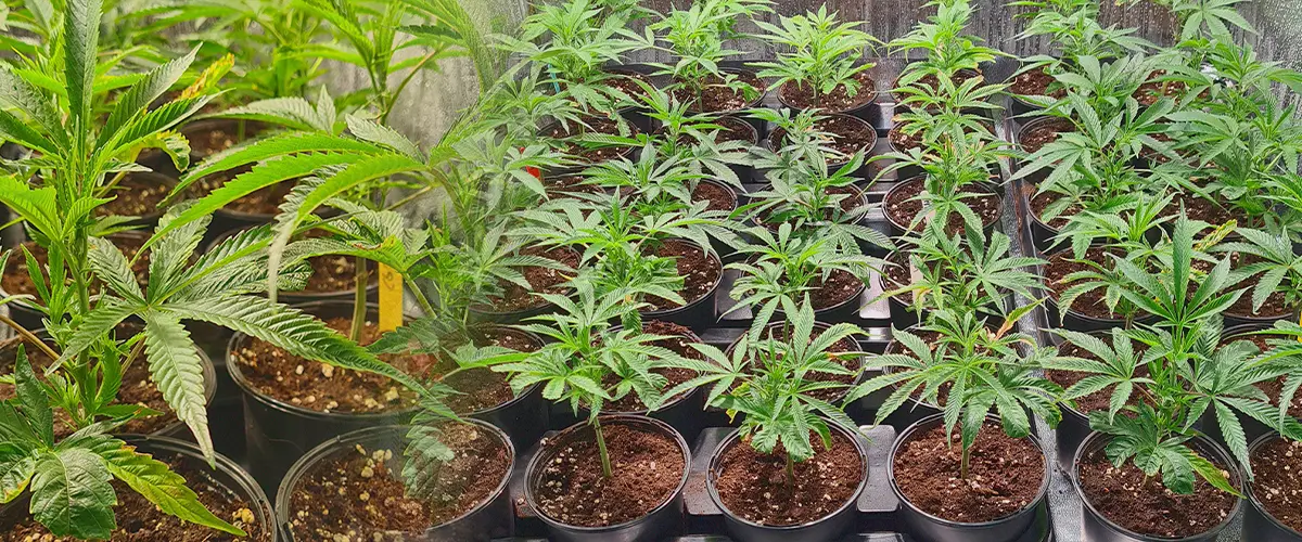 Multiple cannabis clones in propagation trays with rockwool cubes and established ones in pots, illustrating the replication of identical genetics from cuttings for consistent marijuana strains.