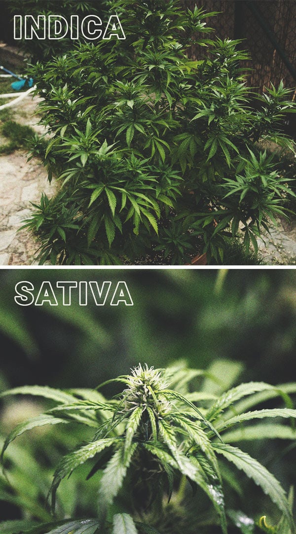 Response of Sativa Strains to Photoperiod Response of Sativa Strains to Photoperiod