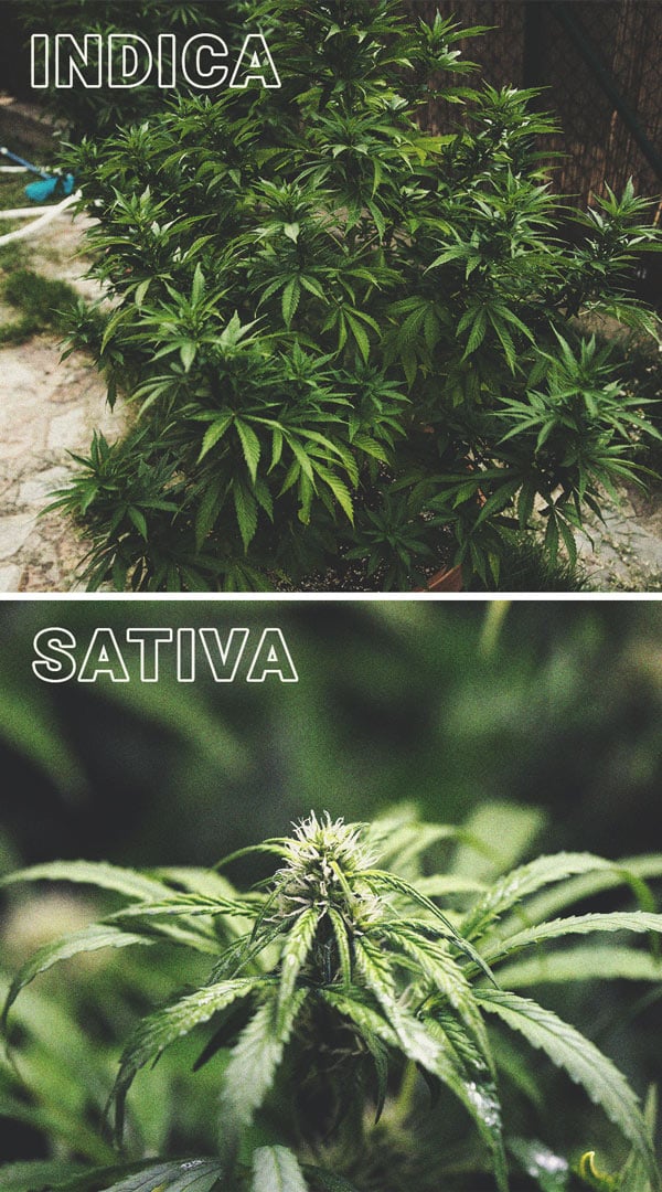 Response of Sativa Strains to Photoperiod