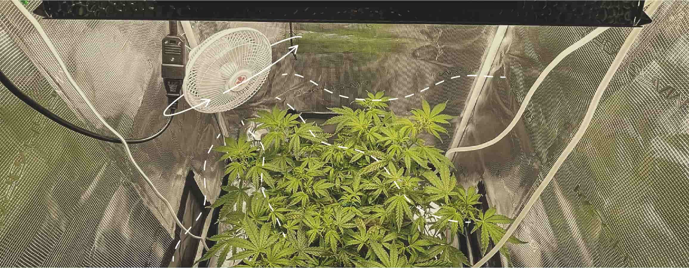 Fixing Cannabis Wind Burn Indoors