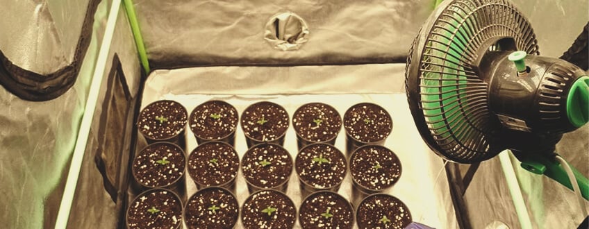 Growing Indoors Growing Indoors