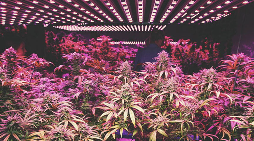 The Indoor Cannabis Boom