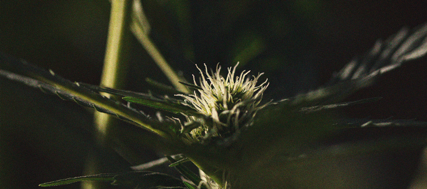 The Importance Of The Dark Cycle In Cannabis Cultivation